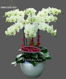 Chậu Lan Hồ Điệp Cửu Đỉnh - S693 
