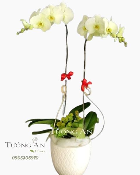 chau-lan-ho-diep-dai-cat-s702