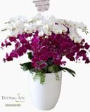  Chậu Lan Hồ Điệp Đẹp - S781 