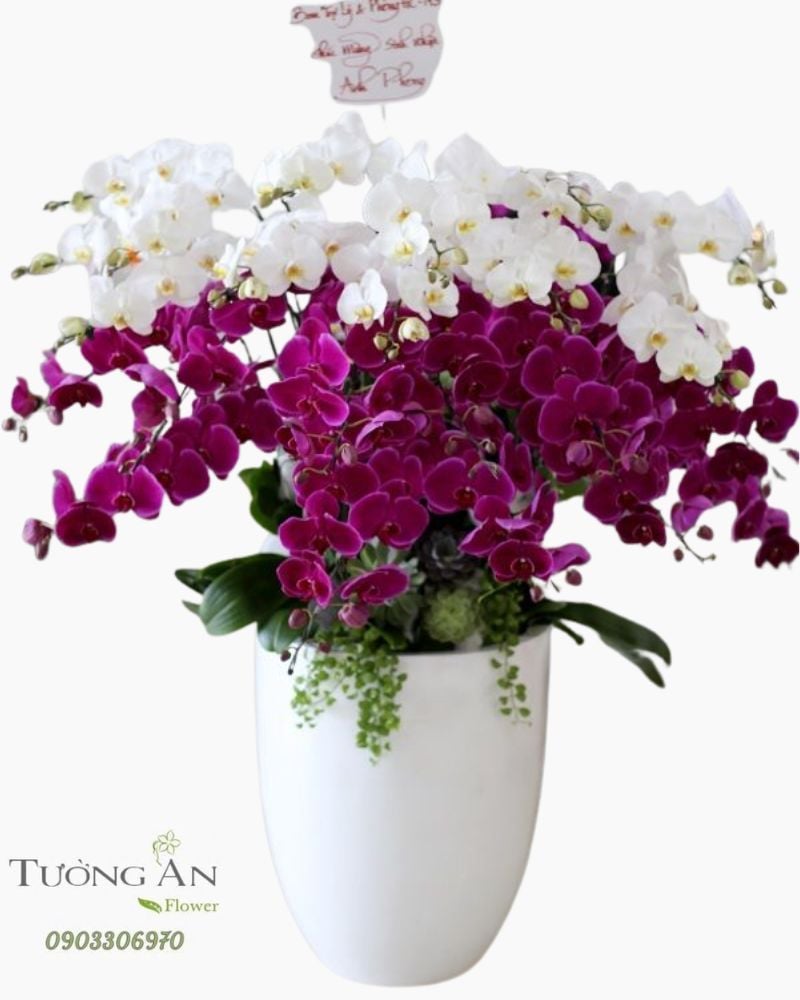  Chậu Lan Hồ Điệp Đẹp - S781 