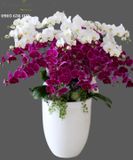  Chậu Lan Hồ Điệp Đẹp - S781 