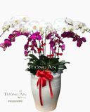  Chậu Lan Hồ Điệp Đẹp - S832 