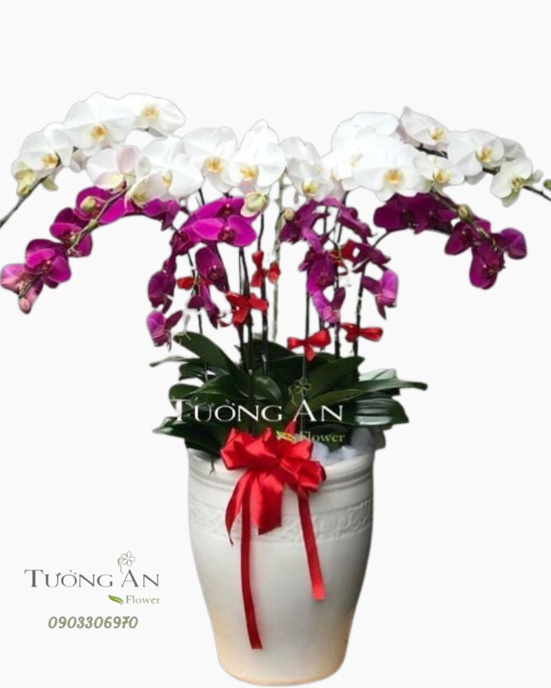  Chậu Lan Hồ Điệp Đẹp - S832 