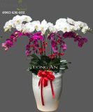  Chậu Lan Hồ Điệp Đẹp - S832 