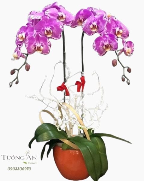 chau-lan-ho-diep-dep-s841