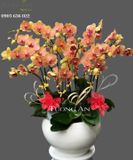  Chậu Lan Hồ Điệp Đẹp - S858 