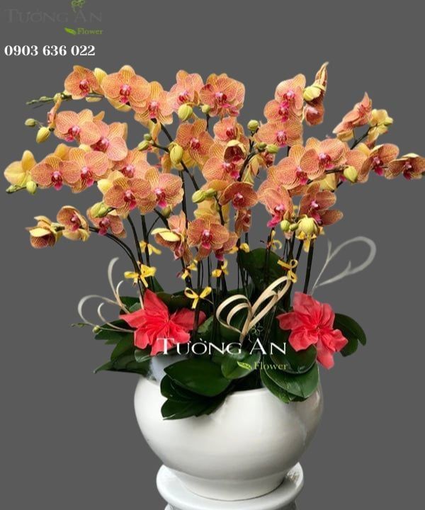  Chậu Lan Hồ Điệp Đẹp - S858 