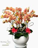  Chậu Lan Hồ Điệp Đẹp - S858 