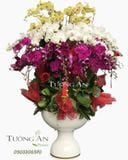  Chậu Lan Hồ Điệp Đẹp - S894 