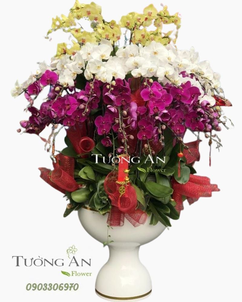  Chậu Lan Hồ Điệp Đẹp - S894 