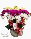  Chậu Lan Hồ Điệp Đẹp - S899 