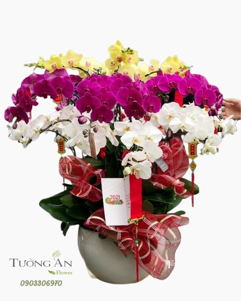  Chậu Lan Hồ Điệp Đẹp - S899 