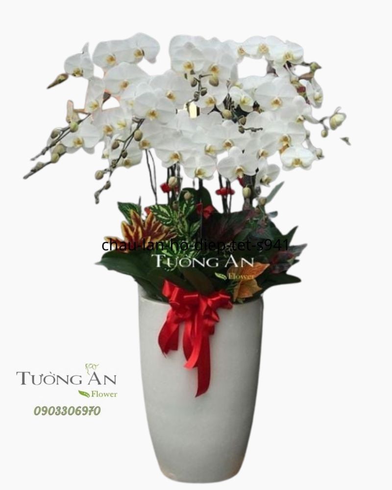  Chậu Lan Hồ Điệp Đẹp - S958 