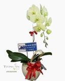  Chậu Lan Hồ Điệp Đẹp - S976 