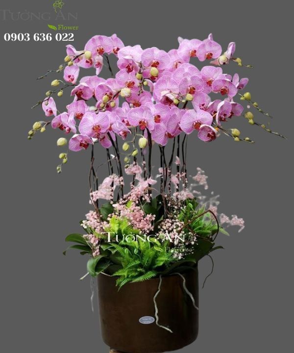  Chậu Lan Hồ Điệp Đón Chào Niềm Vui - S784 