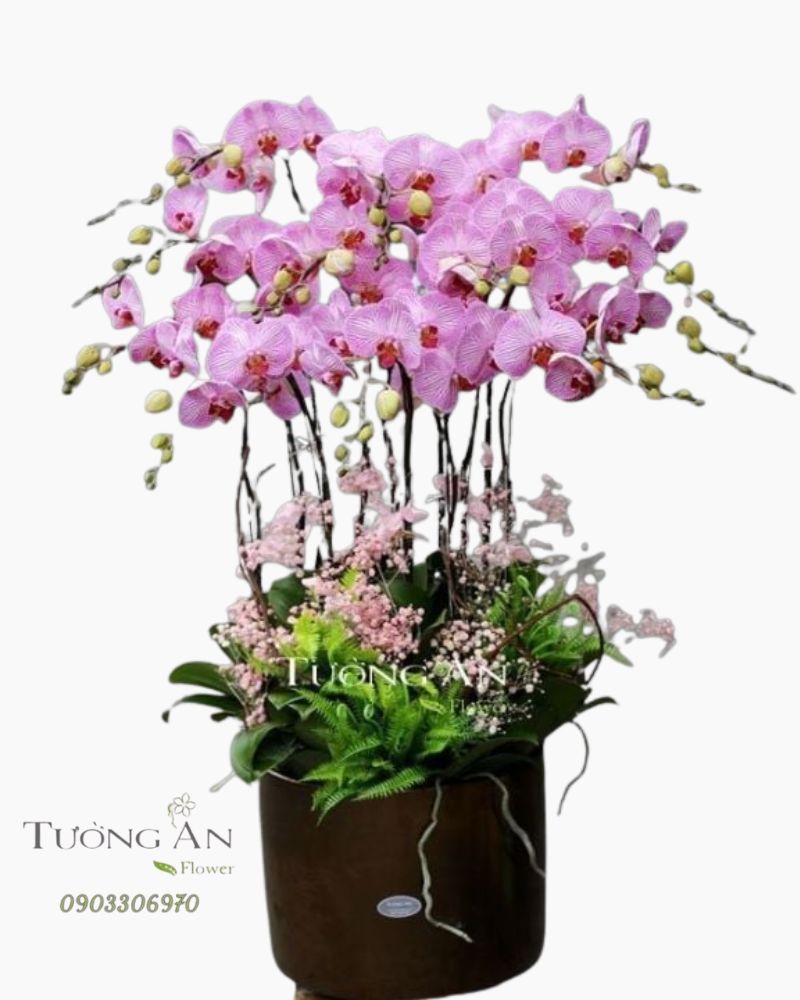  Chậu Lan Hồ Điệp Đón Chào Niềm Vui - S784 
