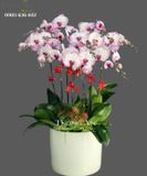  Chậu Lan Hồ Điệp Đột Biến - S848 