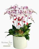  Chậu Lan Hồ Điệp Đột Biến - S848 