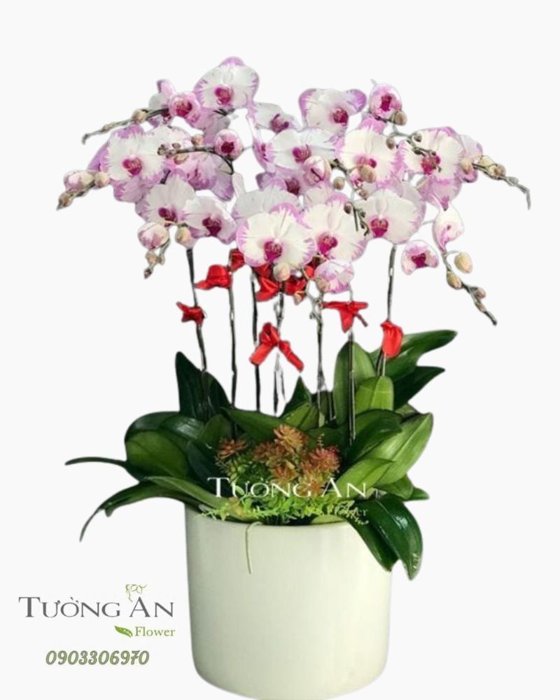  Chậu Lan Hồ Điệp Đột Biến - S848 