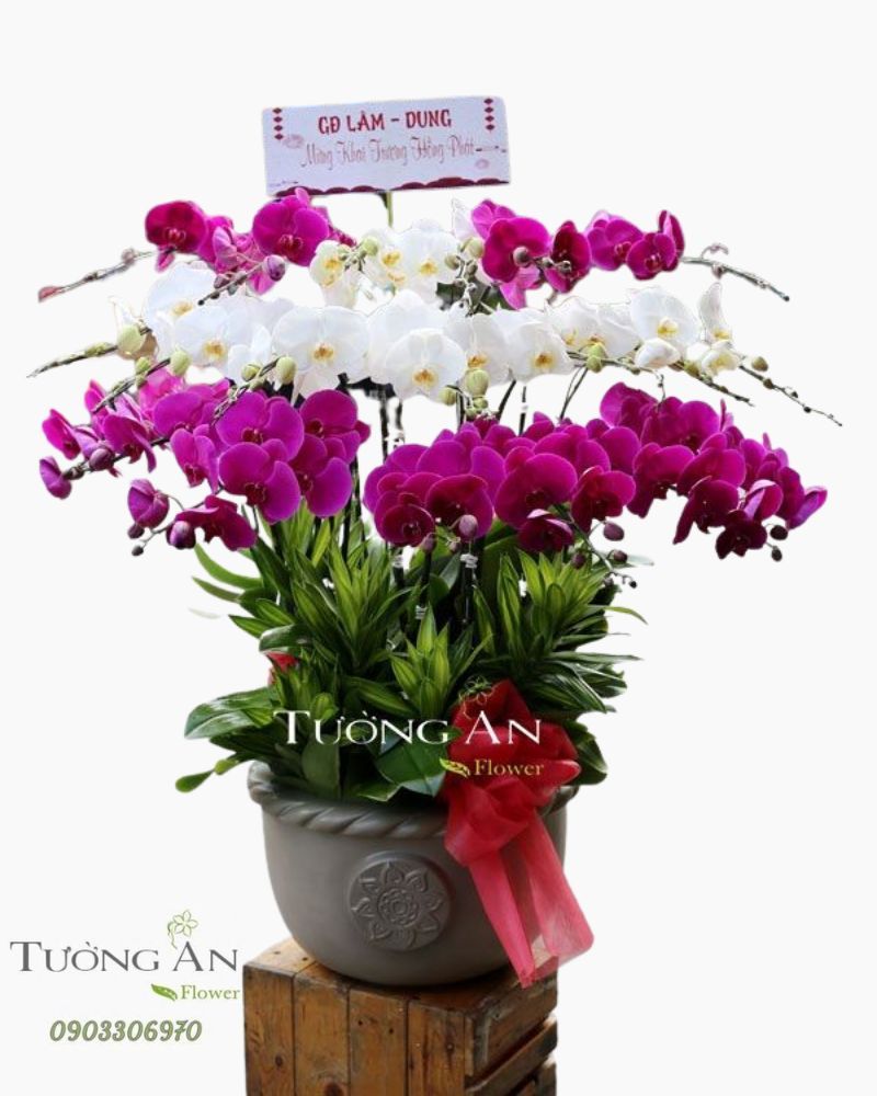  Chậu Lan Hồ Điệp Hạnh Phúc - S785 