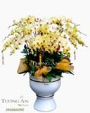  Chậu Lan Hồ Điệp Hạnh Phúc VIên Mãn - S769 