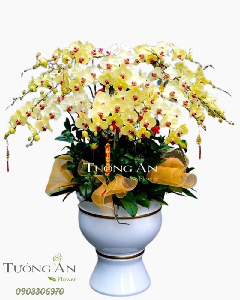  Chậu Lan Hồ Điệp Hạnh Phúc VIên Mãn - S769 