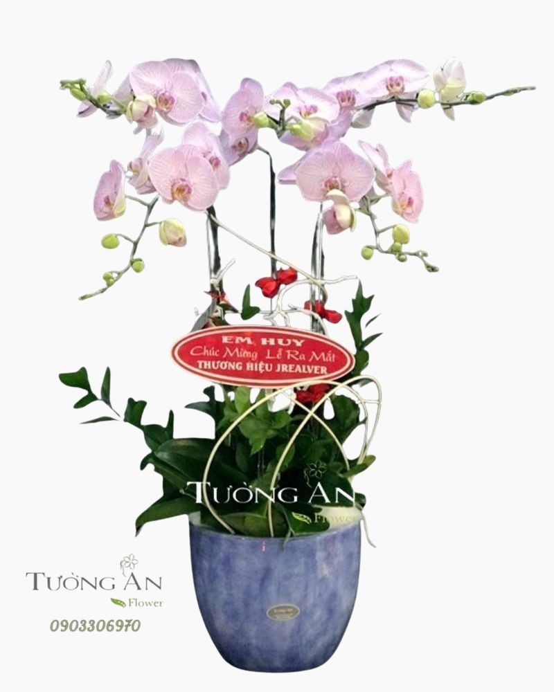  Chậu Lan Hồ Điệp Hồng Đẹp - S816 