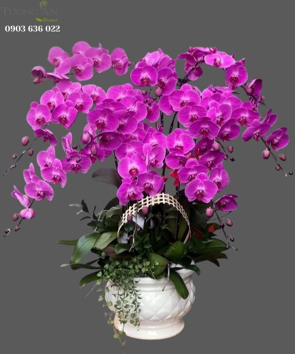  Chậu Lan Hồ Điệp Hồng Đẹp - S823 