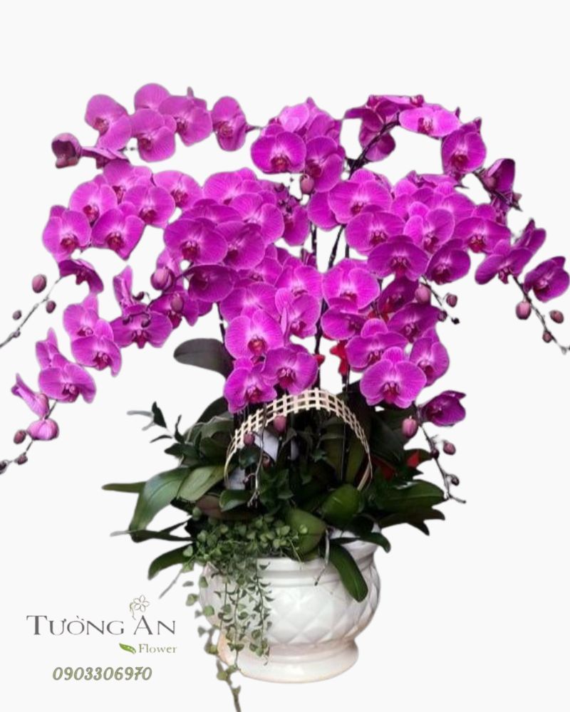  Chậu Lan Hồ Điệp Hồng Đẹp - S823 