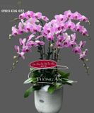  Chậu Lan Hồ Điệp Hồng Đẹp - S837 