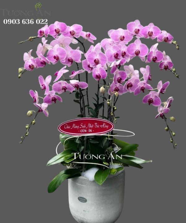  Chậu Lan Hồ Điệp Hồng Đẹp - S837 
