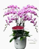  Chậu Lan Hồ Điệp Hồng Đẹp - S837 