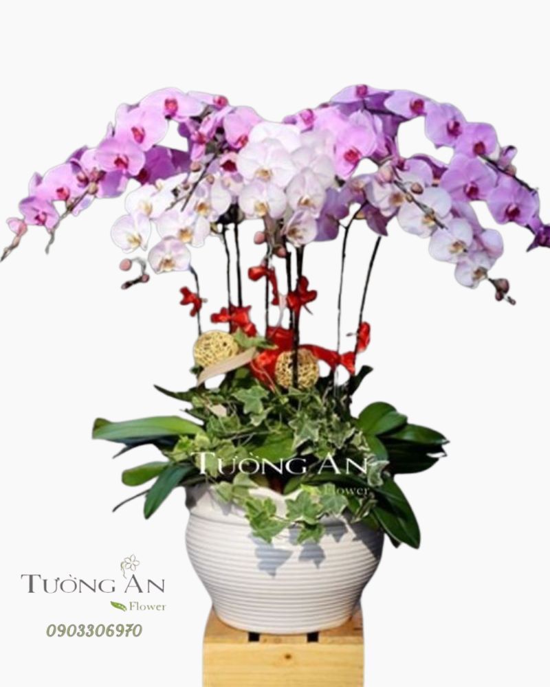  Chậu Lan Hồ Điệp HỒNG PHÁT - S653 