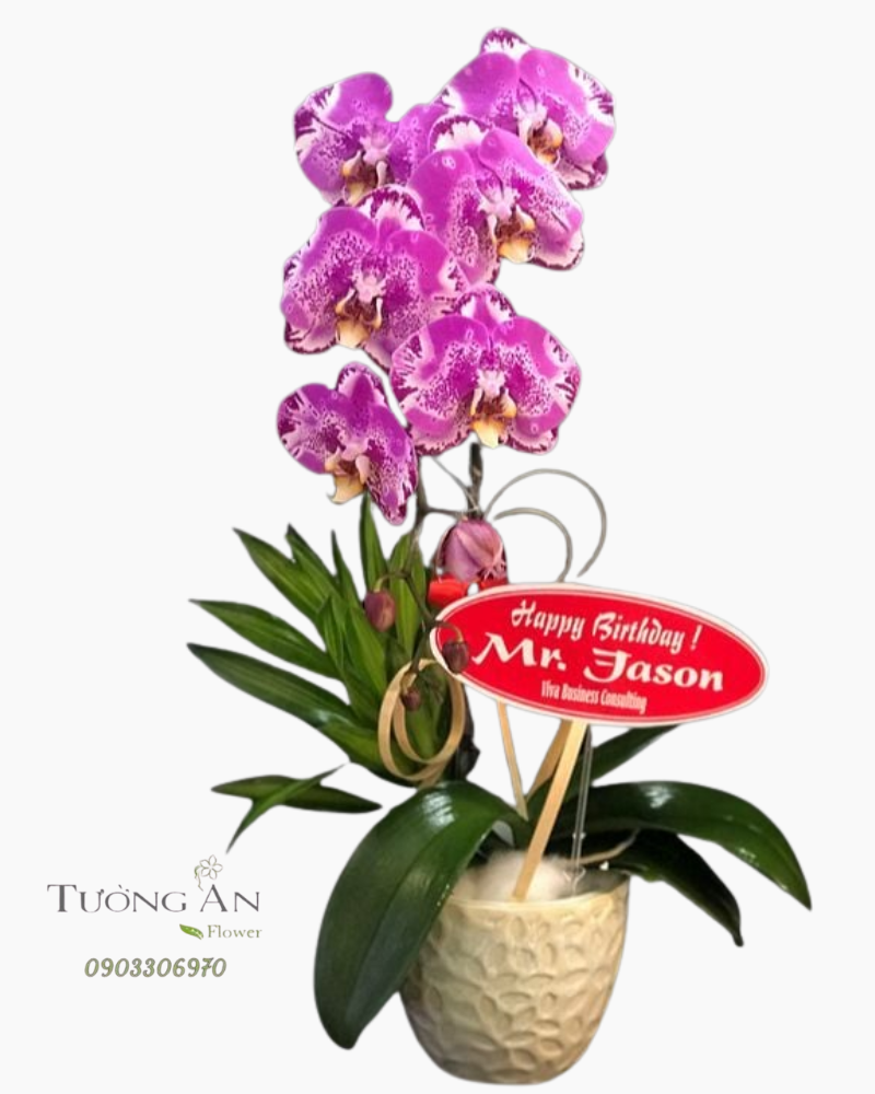  Chậu Lan Hồ Điệp Hồng - S840 