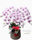  Chậu Lan Hồ Điệp Hồng Xinh - S794 