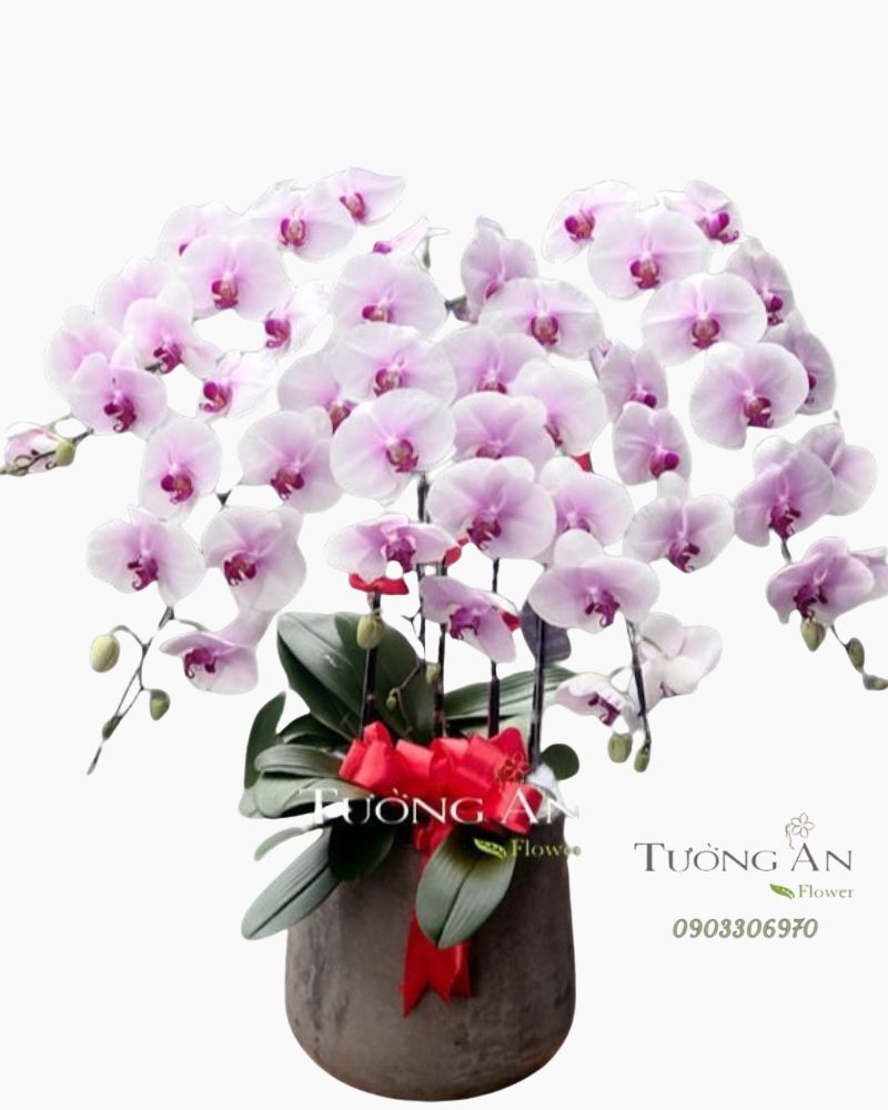  Chậu Lan Hồ Điệp Hồng Xinh - S794 