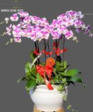  CHẬU LAN HỒ ĐIỆP KHÁC BIỆT - S652 