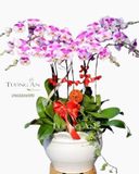  CHẬU LAN HỒ ĐIỆP KHÁC BIỆT - S652 