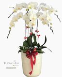  Chậu Lan Hồ Điệp Lộc Non - S701 