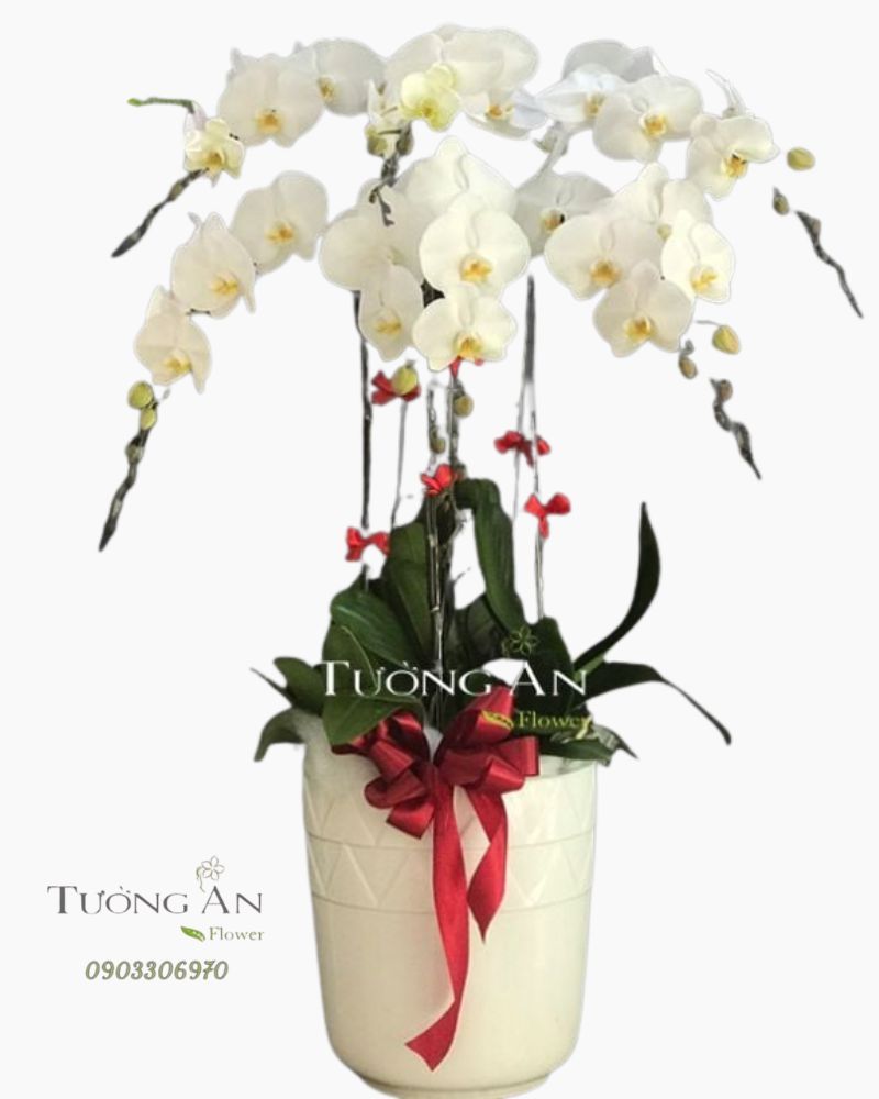  Chậu Lan Hồ Điệp Lộc Non - S701 