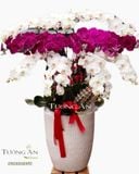  Chậu Lan Hồ Điệp Lộc Phát - S686 