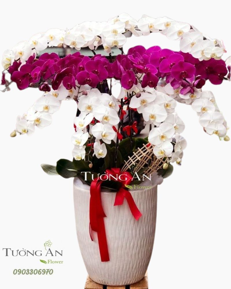  Chậu Lan Hồ Điệp Lộc Phát - S686 