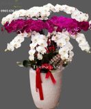  Chậu Lan Hồ Điệp Lộc Phát - S686 