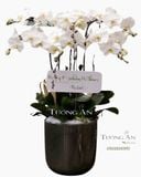  Chậu Lan Hồ Điệp Lộc - S692 