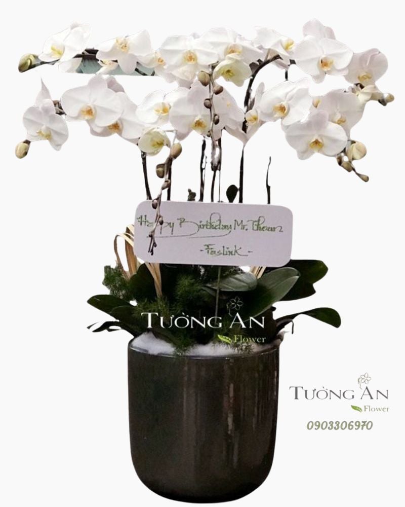  Chậu Lan Hồ Điệp Lộc - S692 