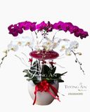  Chậu Lan Hồ Điệp Lộc Trời - S695 