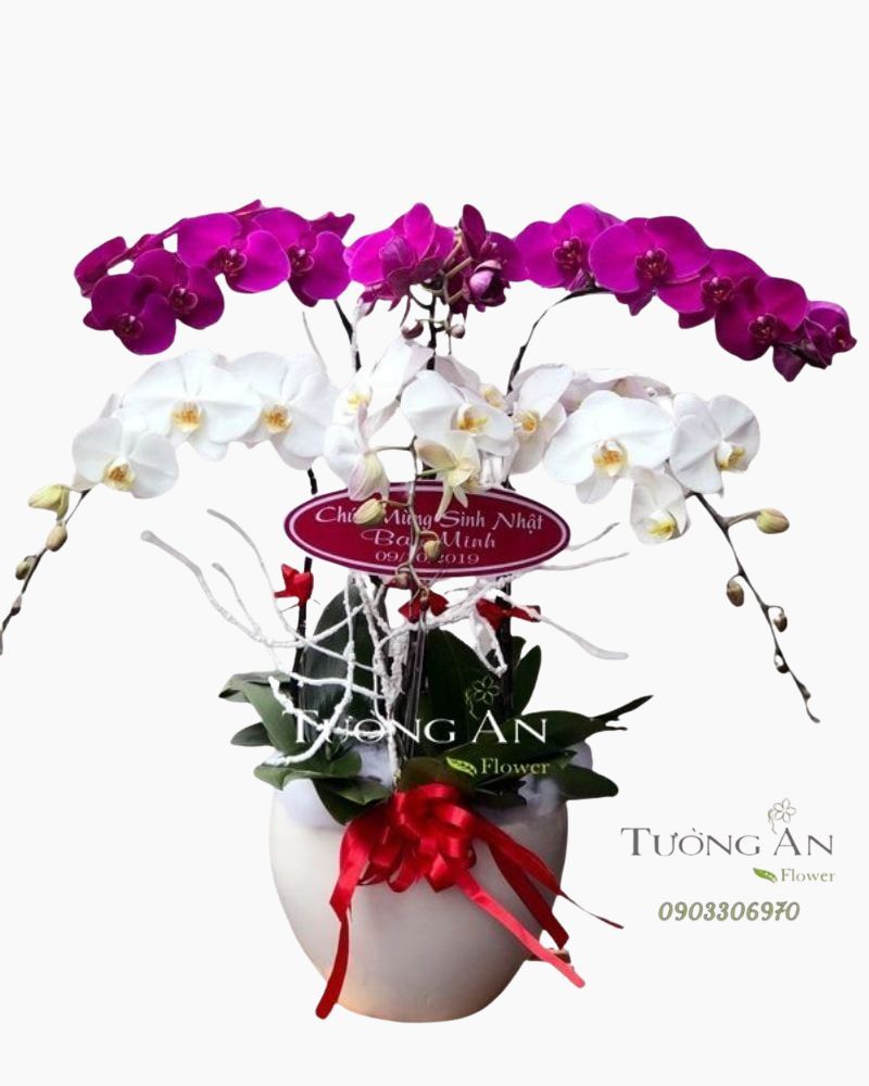  Chậu Lan Hồ Điệp Lộc Trời - S695 