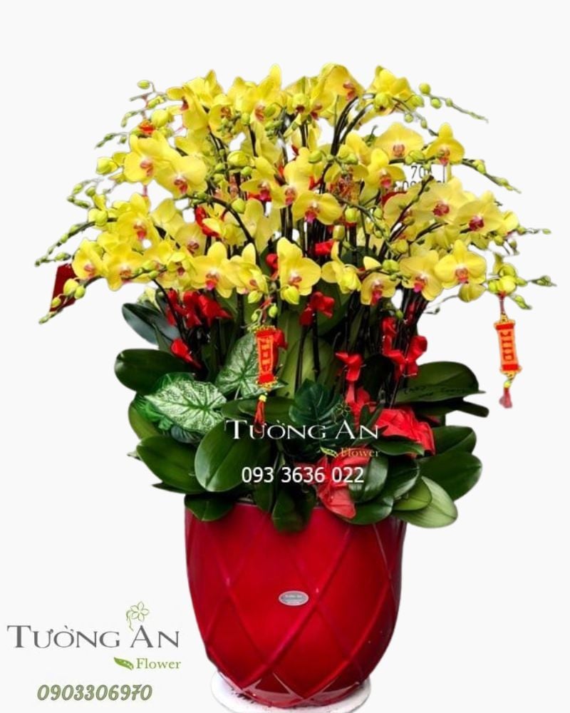  Chậu Lan Hồ Điệp Lớn - S881 