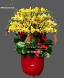  Chậu Lan Hồ Điệp Lớn - S881 