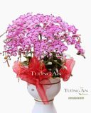  CHẬU LAN HỒ ĐIỆP MAY MẮN - S663 